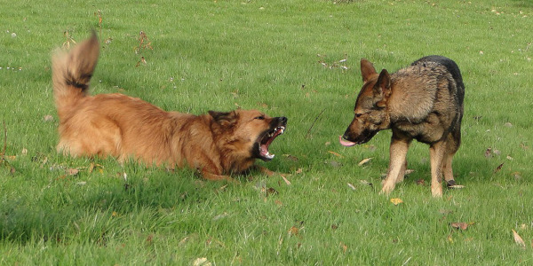 Ein Hund droht defensiv und der andere Hund beschwichtigt, Hundetraining Balanced Dogwork in Eningen, Reutlingen