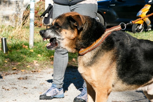 Hund zieht an der Leine und droht zu einem Außenreiz, Hundetraining Balanced Dogwork in Eningen, Reutlingen