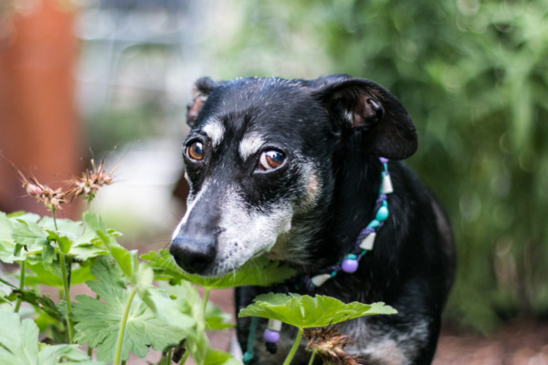 Hund hat Stress, steht in einem Konflikt, sichtbar am Walauge, Hundetraining Balanced Dogwork in Eningen, Reutlingen