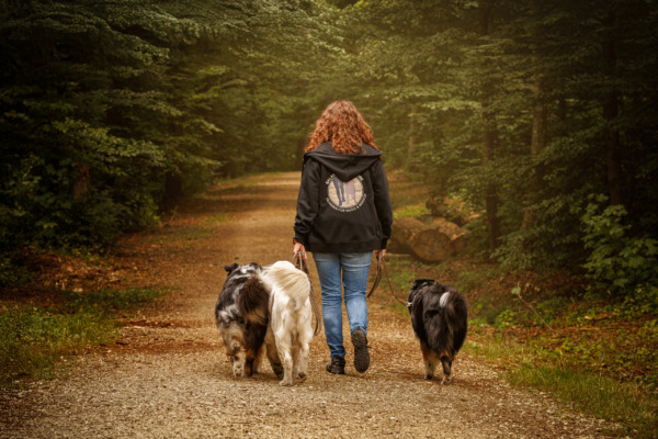 Halterin geht mit ihren Hunden die Straße entlang. Jeder der Hunde ist auf einer Seite und orientiert zum Halter
